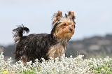 YORKSHIRE TERRIER 086